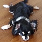 チワワ(ロング)