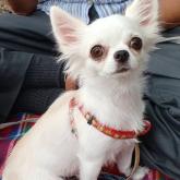 チワワ(ロング)