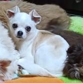 チワワ(スムース)