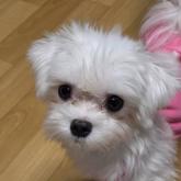 マルチーズ