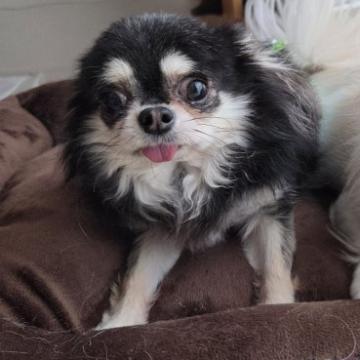 犬の里親募集】愛知県・チワワ(ロング)・ロングコートチワワのさとる