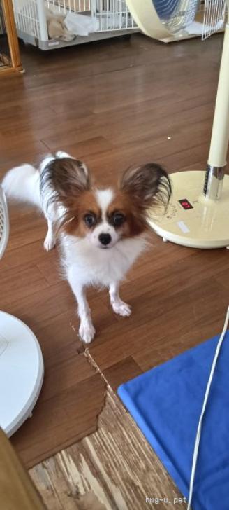 アロママです。パグちゃん、パピヨンちゃん 犬の里親募集】愛知県・パピヨン・パピヨンのあんちゃんです❤️（ID