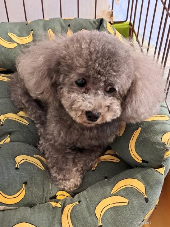 犬の里親募集】愛知県・トイプードル・トイプードルのくるみちゃんです