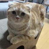 スコティッシュフォールド