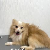 ポメラニアン