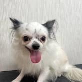 チワワ(ロング)