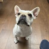 フレンチブルドッグ