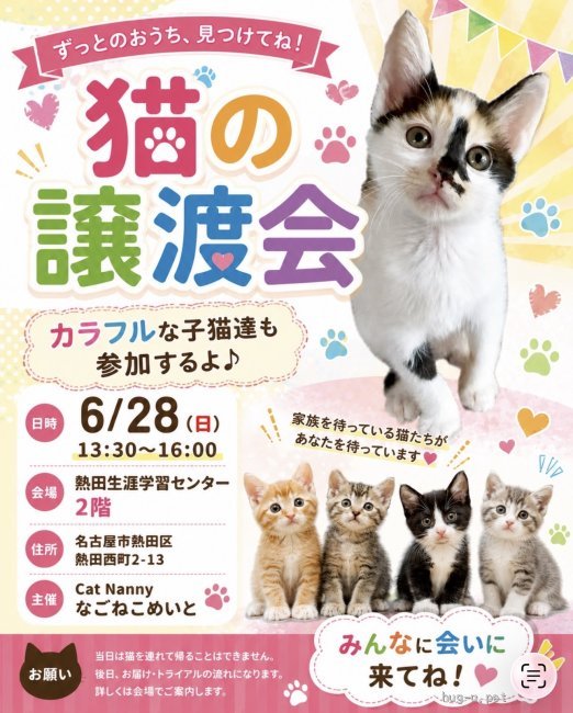 譲渡会 猫の譲渡会in名古屋(愛知県)｜ハグー -みんなのペット里親情報