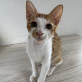 雑種