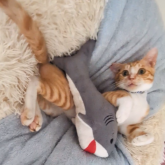 雑種