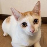 雑種