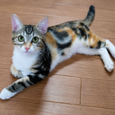 雑種