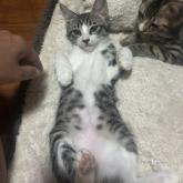 雑種