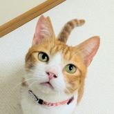 雑種