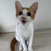 雑種