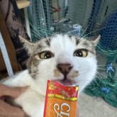 雑種