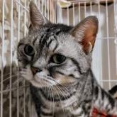 アメリカンショートヘア