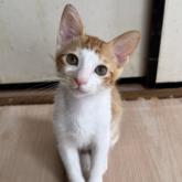 雑種