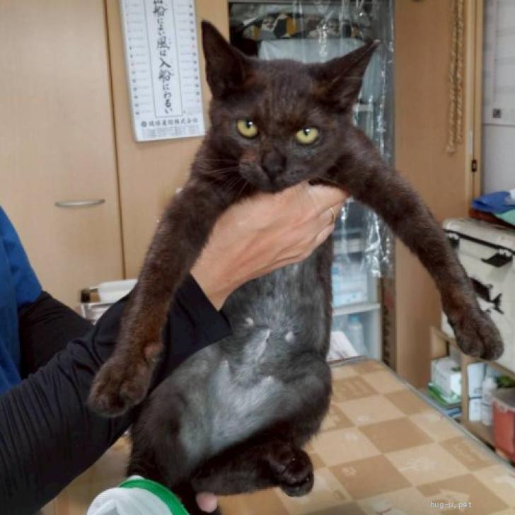 猫の里親募集】東京都・雑種・ブラックチョコ色✨スリゴロ甘えん坊猫