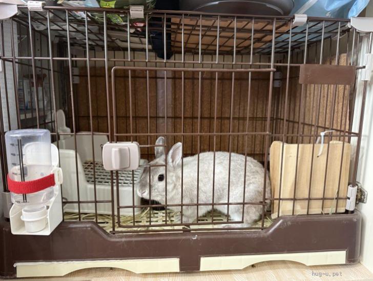 小動物の里親募集】三重県・ウサギ・ネザーランドドワーフの男の子