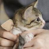 雑種
