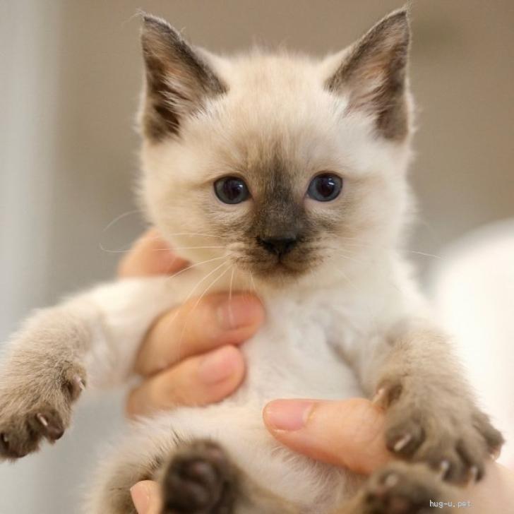 猫の里親募集】福岡県・雑種・【ちゃぷちゃぷ】陽気・シャムMIX