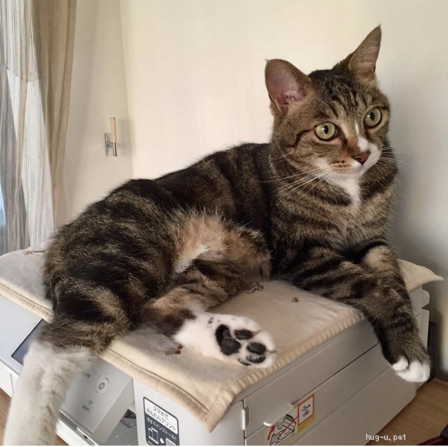 猫の里親募集 東京都 雑種 人が大好きドラミちゃん ハグー みんなのペット里親情報 Id 2107