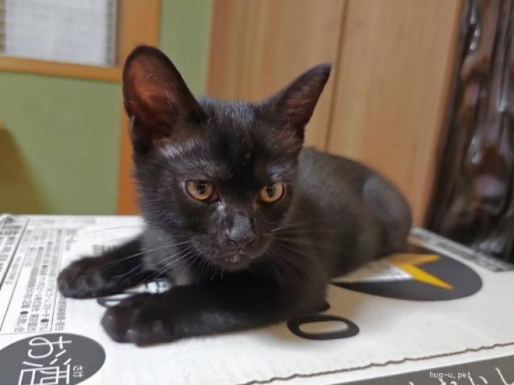 猫の里親募集】大阪府・雑種・あお：物おじせず爆睡する大物子猫（ID:2406-01337）｜ハグー -みんなのペット里親情報