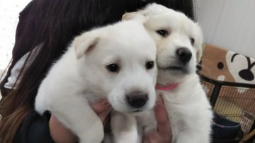 佐賀県 犬の里親募集一覧 ハグー みんなのペット里親情報