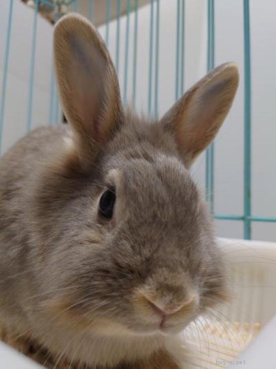 小動物の里親募集】大阪府・ウサギ・【関西募集】師走っこ【りつこちゃん】人馴れ修行中（ID:2310-00444）｜ハグー -みんなのペット里親情報