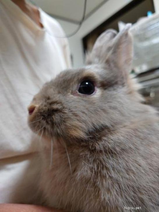 小動物の里親募集】大阪府・ウサギ・【関西募集】師走っこ【りつこちゃん】人馴れ修行中（ID:2310-00444）｜ハグー -みんなのペット里親情報