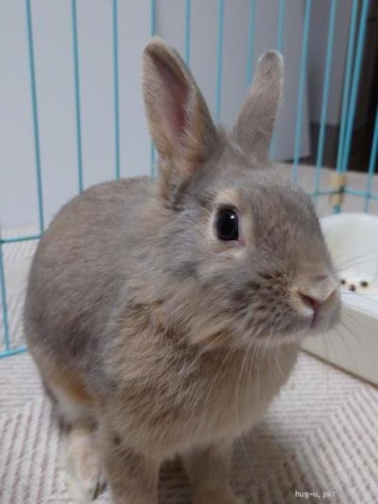 小動物の里親募集】大阪府・ウサギ・【関西募集】師走っこ【りつこちゃん】人馴れ修行中（ID:2310-00444）｜ハグー -みんなのペット里親情報