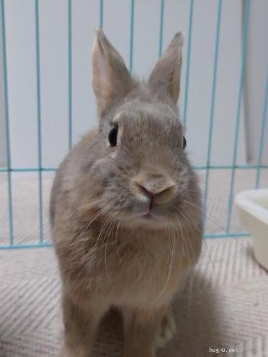 小動物の里親募集】大阪府・ウサギ・【関西募集】師走っこ【りつこちゃん】人馴れ修行中（ID:2310-00444）｜ハグー -みんなのペット里親情報