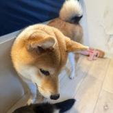 柴犬