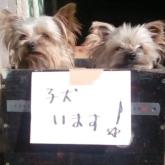 ヨークシャーテリア