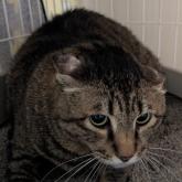 雑種
