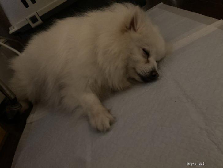 犬の里親募集】宮城県・ポメラニアン・シェリー☆ポメスピ～栃木から