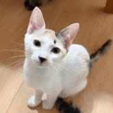 雑種
