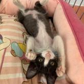 雑種