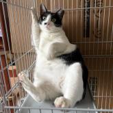 雑種