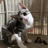 雑種