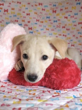 犬 山口県の里親募集一覧 3ページ目 ハグー みんなのペット里親情報