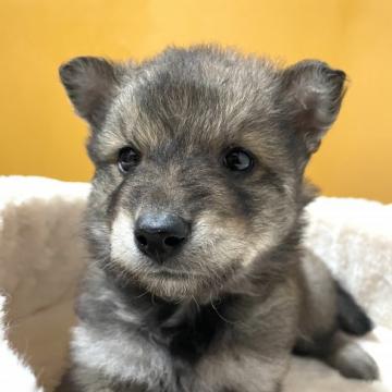 犬 島根県の里親募集一覧 ハグー みんなのペット里親情報