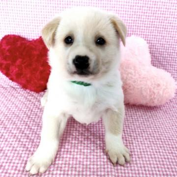 犬 島根県の里親募集一覧 ハグー みんなのペット里親情報