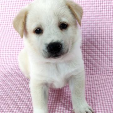 犬 島根県の里親募集一覧 ハグー みんなのペット里親情報