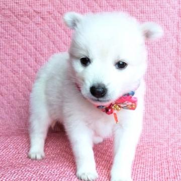 犬 島根県の里親募集一覧 ハグー みんなのペット里親情報