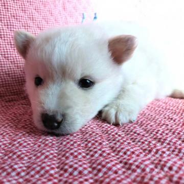 犬 島根県の里親募集一覧 ハグー みんなのペット里親情報