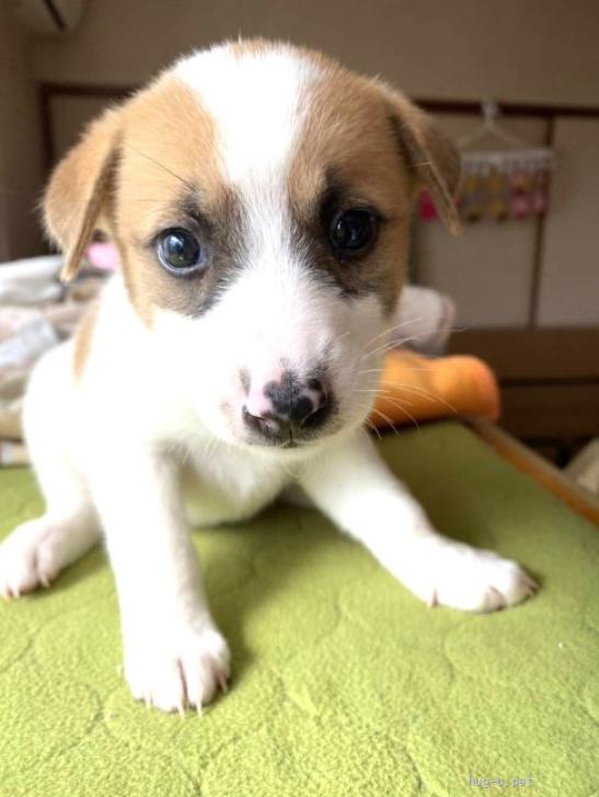 犬の里親募集】山口県・雑種・人馴れ◎1.5ヶ月位♂なかちゃん・保護犬