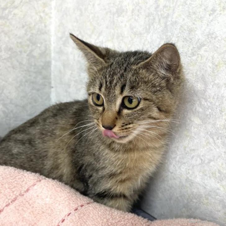 猫の里親募集】山口県・雑種・ひなちゃん♀保護猫（ID:2311-00041