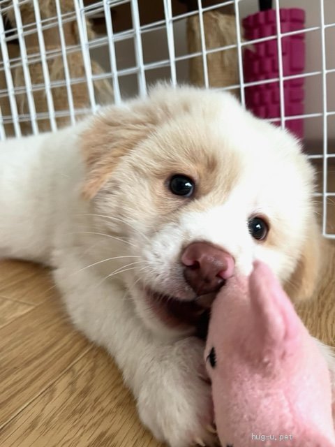 犬の里親募集 山口県 雑種 保健所からレスキューした子犬 モフモフ さーちゃん Id 26 012 ハグー みんなのペット里親情報